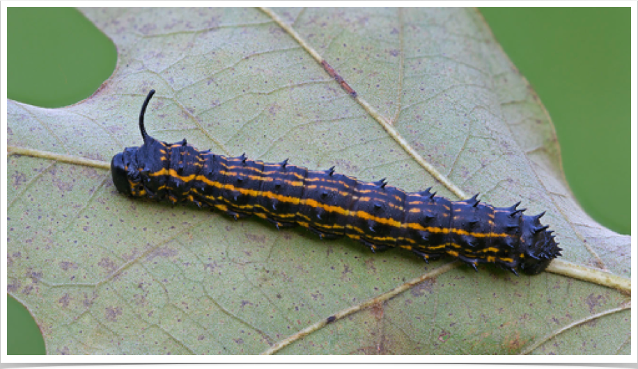 Anisota peigleri
Peigler's Oakworm
Cherokee County, Alabama Anisota peigleri
Peigler's Oakworm
Cherokee County, Alabama